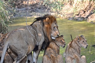 Papa Lion and Cubs